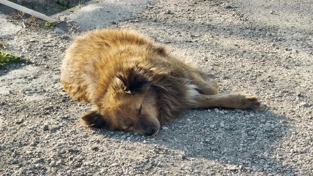 A fluffy, shaggy dog lies tiredly on a rough gravel road. The pup looks sleepy and gentle as it rests its head on the ground. Its calm presence brings a feeling of quiet solitude to the scene.