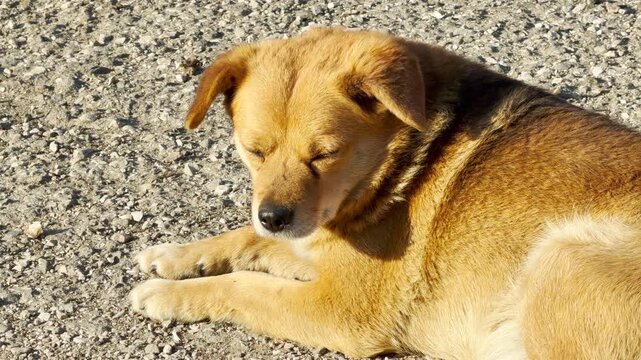 A golden-furred dog lies calmly on a sun-drenched gravel path. The pup looks content and peaceful while basking in the warm light. Its gentle expression creates a serene and quiet atmosphere.