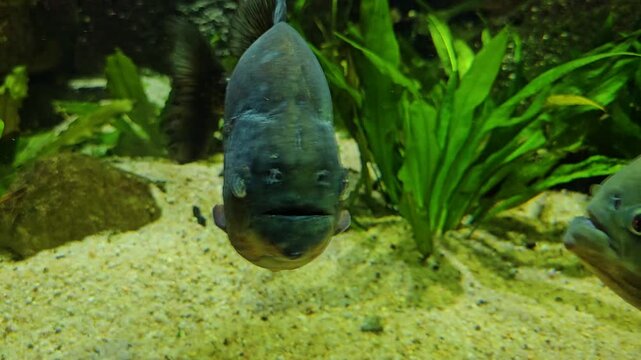 Close up of piranha fish swimming slowly around underwater in a circle