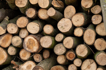 Fototapeta premium stack of firewood,Pile of Cut Wooden Logs for Timber Industry,Stacked Firewood Logs Background for Winter Heating,Natural Wood Log Texture with Tree Rings