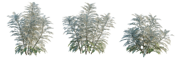 Fototapeta premium Jacobaea maritima tree, elevation, front view, cutout, transparent background, isolate, Detailed alpine pine tree, realistic 3d model, digital illustration for nature concept.