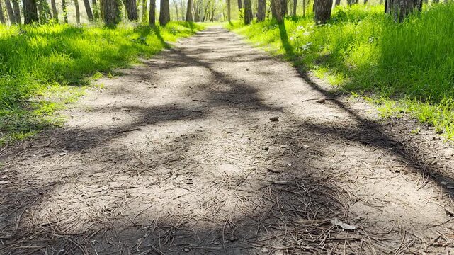 Long shadows from tall trees dance across a dirt path covered in pine needles. Bright green grass lines the trail, creating a peaceful and refreshing feeling of a quiet afternoon in nature.