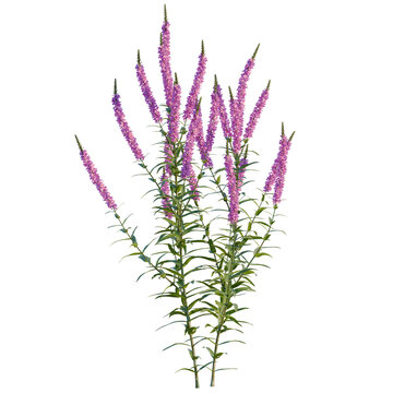 Lythrum salicaria tree, elevation, front view, cutout, transparent background, isolate, Purple Lavender Field in Soft Focus, Serene and Tranquil Rural Landscape, Blooming Flowers