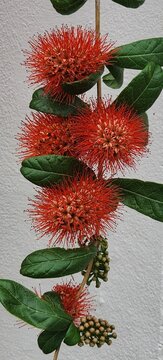 Exotic tropical red flower Combretum erythrophyllum with green leaves.
