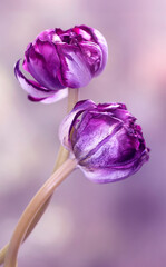  Piękne wiosenne tulipany w kolorze purpurowym, tło kwiatowe z efektem bokeh. © mycatherina