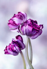  Piękne wiosenne tulipany w kolorze purpurowym, tło kwiatowe z efektem bokeh. © mycatherina