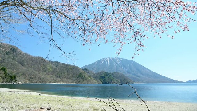 栃木県日光市　千手ヶ浜から見る満開の山桜と男体山と中禅寺湖