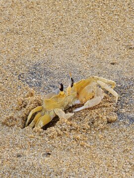ghost crab