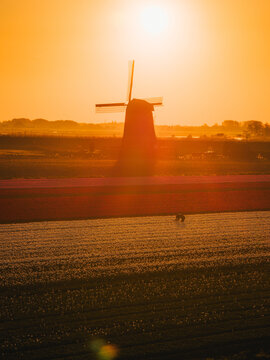 Aerial view of a traditional windmill silhouetted against a vibrant orange sunset over colorful tulip fields with a worker in the rows in Schermerhorn, North Holland, Netherlands.