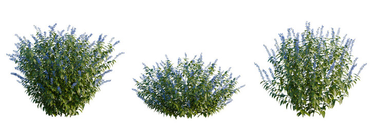 Naklejka premium Salvia guaranitica tree, elevation, front view, cutout, transparent background, isolate, Delicate bluebell flowers in a forest setting, springtime beauty, floral illustration, nature's detail