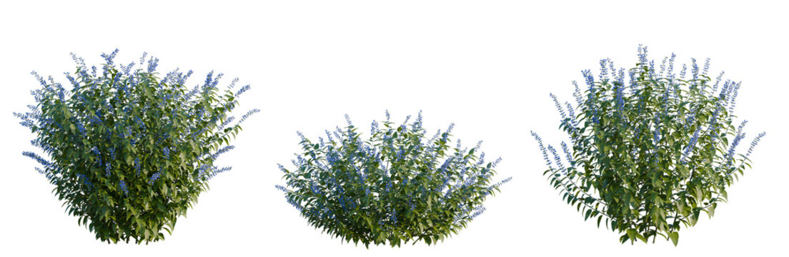 Salvia guaranitica tree, elevation, front view, cutout, transparent background, isolate, Delicate bluebell flowers in a forest setting, springtime beauty, floral illustration, nature's detail