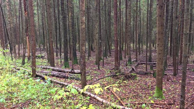 Birch and spruce trees grow in the forest. Grass and raspberry bushes grow on the ground, strewn with fallen leaves and needles. There are broken trees. Cloudy autumn weather