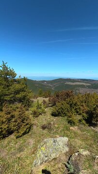 Sunlit hillside with pine trees and scattered rocks. Ljukten peak, (Balkans, Serbia) Vertical