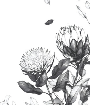 hand-drawn floral line art background with an illustration of a banksia and king protea flower , on a transparent background.