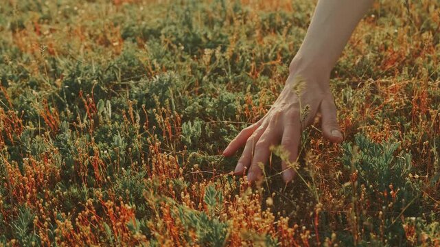 Caucasian Hand Grazing Sunlit Meadow Grass, Woman Gently Runs Fingers Through Low Wildflower Stems