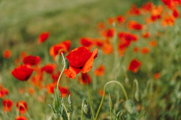 Obraz premium Red poppy flowers blooming in soft focus with blurred wild meadow. Floral background, seasonal nature, botanical design, and delicate spring concept.