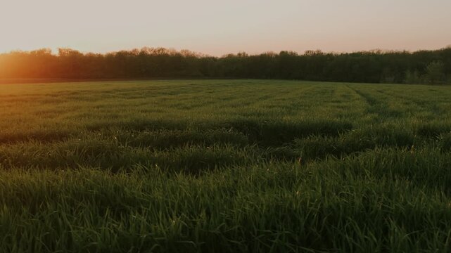 Wide Golden Prairie Rolling Toward Distant Treeline At Sunset, Warm Glow Across Waving Grass, Tranquil Rural