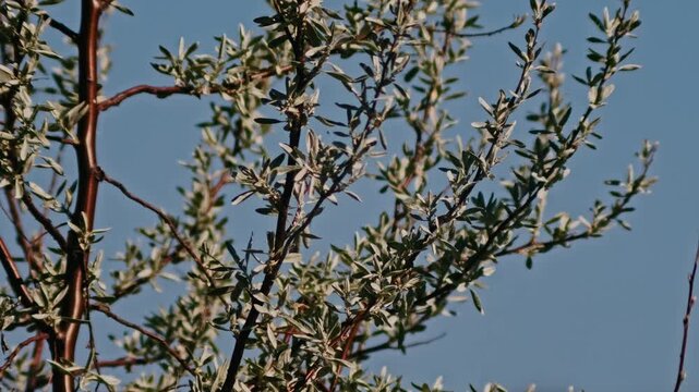 Wild Olive Tree &ndash; Timeless Mediterranean Nature Scene