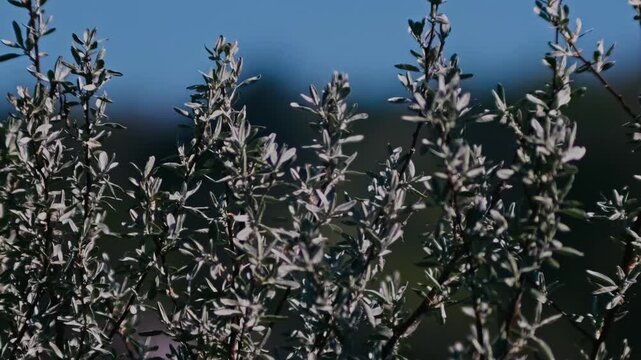 Wild Olive Tree &ndash; Timeless Mediterranean Nature Scene