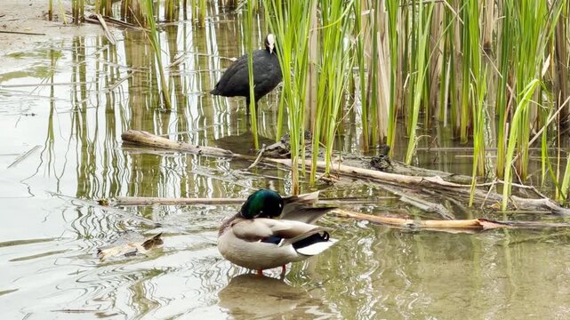 A duck and coot preen in calm water near green reeds. The serene scene feels quiet and natural. Sunlight reflects gently off the peaceful pond.