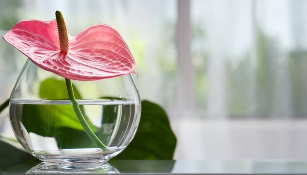 pink anthurium in a glass vase with water hydroponics
