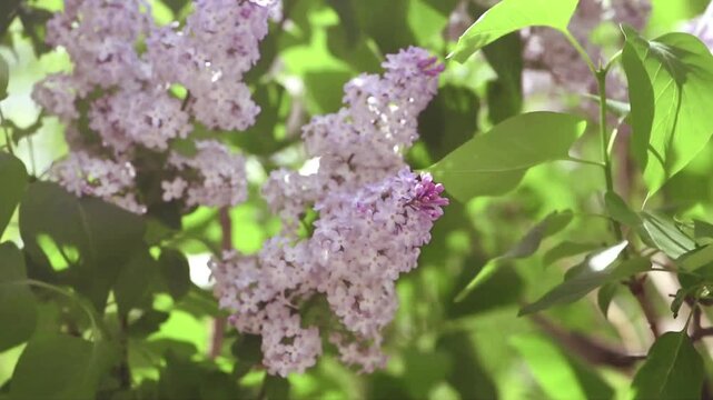 Lilac flowers blossom background - Branch with purple petals blooming and swaying in the wind - Spring nature landscape.