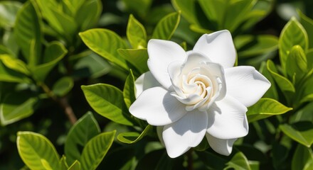 Fototapeta premium A stunning white gardenia jasminoides blossom in full bloom, nestled among lush dark green leaves in a vibrant summer garden landscape, serene, closeup, fragrance