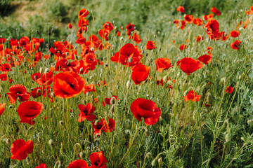 Fototapeta premium Red poppy flowers blooming in soft focus with blurred wild meadow. Floral background, seasonal nature, botanical design, and delicate spring concept.