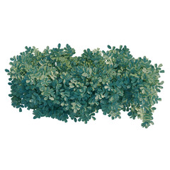 Obraz premium Coronilla glauca tree plan, top view, cutout, transparent background, isolate, Close-up of green leaves texture, detailed natural background, fresh foliage pattern
