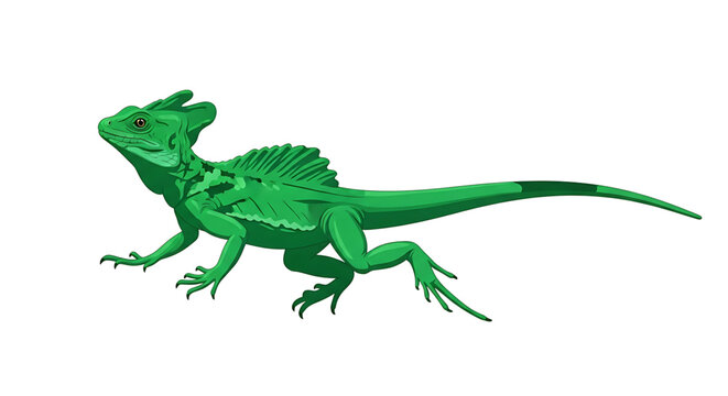 Green basilisk lizard, vector illustration