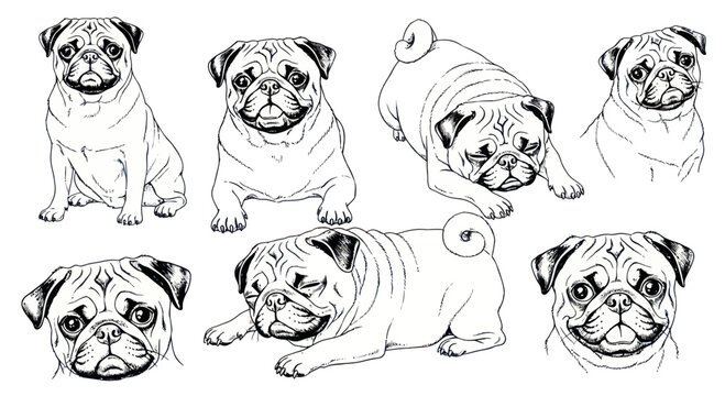 Collection of pug dog breeds.