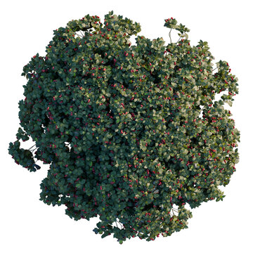 Euonymus europaeus tree plan, top view, cutout, transparent background, isolate, Detailed aerial view of a lush green tree with vibrant red berries, nature's beauty