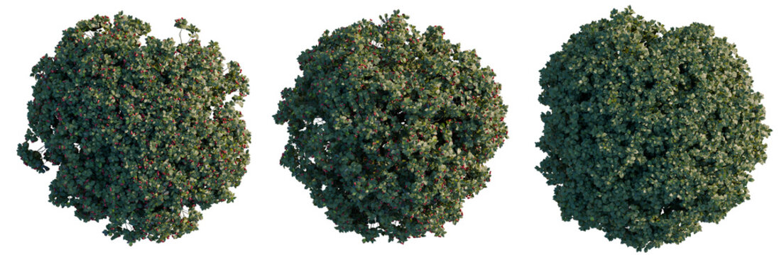 Euonymus europaeus tree plan, top view, cutout, transparent background, isolate, Detailed close-up of lush green leaves and vibrant red berries on a leafy branch, nature photography