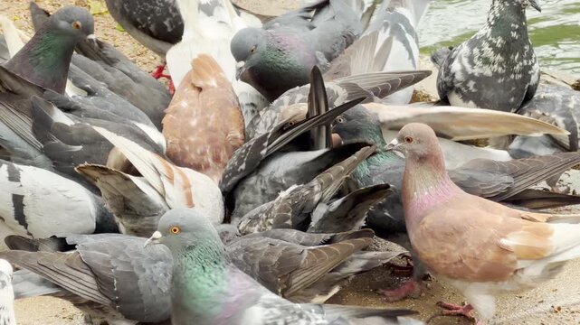 A diverse flock of pigeons gathers eagerly to eat food on the ground. The scene feels chaotic and lively as birds jostle for a spot by the water. Their vibrant feathers shine in the light.