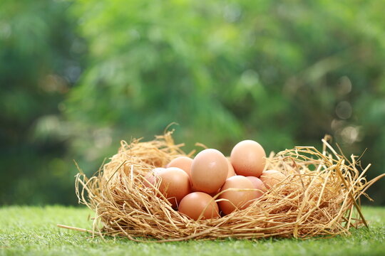 A close-up, eye-level shot captures a cluster of brown chicken eggs group.