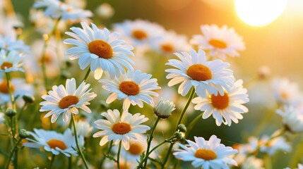 Fototapeta premium Blooming chamomile flowers in warm sunset light. Summer nature background, meadow landscape, natural beauty and seasonal freshness
