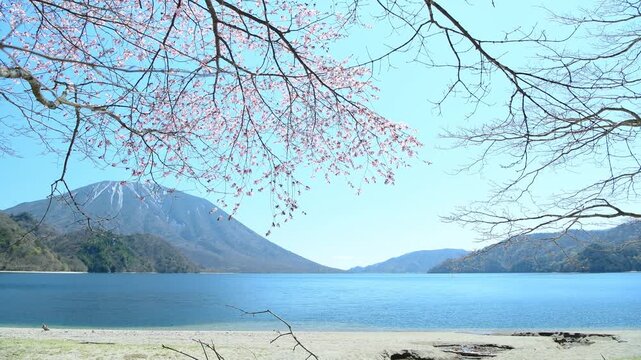 栃木県日光市　千手ヶ浜から見る満開の山桜と男体山と中禅寺湖