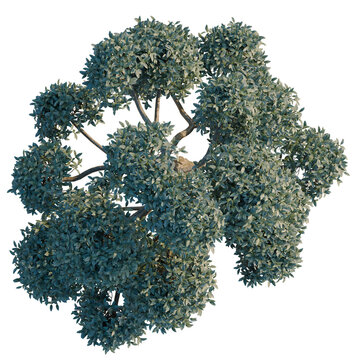 Phillyrea latifolia tree plan, top view, cutout, transparent background, isolate, Detailed close-up of a vibrant green juniper bush, showcasing intricate foliage and natural textures.