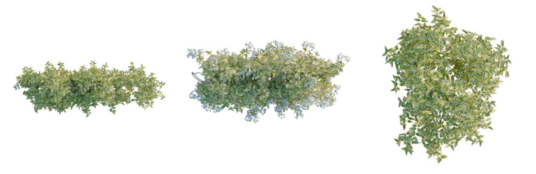 Solanum jasminoides variegata tree plan, top view, cutout, transparent background, isolate, Detailed close-up of a lush green leafy plant, vibrant nature texture, botanical detail.