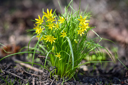 Yellow star of Bethlehem (Gagea lutea) in the sunlight. Soft focus