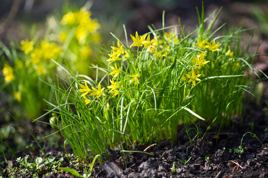 Yellow star of Bethlehem (Gagea lutea) in the sunlight. Soft focus