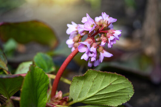 Flowers of Bergenia crassifolia in the spring garden