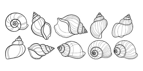 Obraz premium Outlined seashell set in line art style on white background, representing marine nature and coastal decoration concept