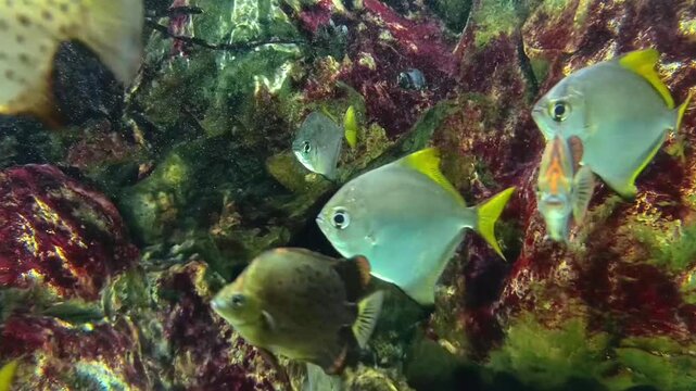 Underwater world. Various tropical fish swimming against a coral reef background in an aquarium.