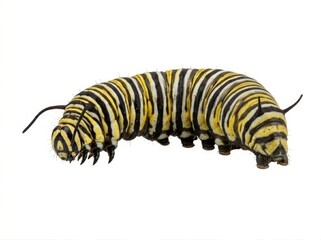 Naklejka premium Yellow and black striped caterpillar isolated on white background insect