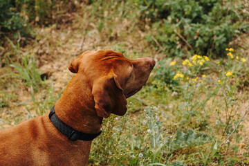 Hungarian Vizsla side profile portrait in wild grass under warm natural sunlight outdoors. Elegant purebred dog, attentive expression, and active companion concept. © Ekaterina