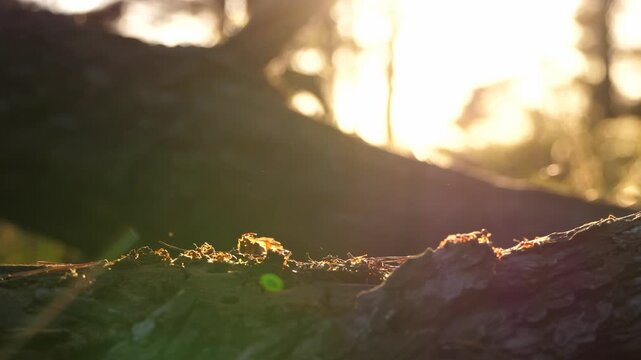 Close-up of ants crawling on mossy tree stump in forest at sunset. Warm golden light highlights insect activity and natural behavior. Macro view of teamwork and woodland ecosystem.