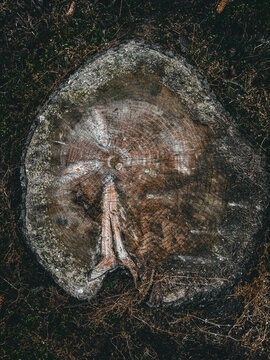 closeup of rings on a cut trunk of a large pine tree