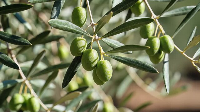 Closeup of unripe green olives hanging from a tree branch 2.