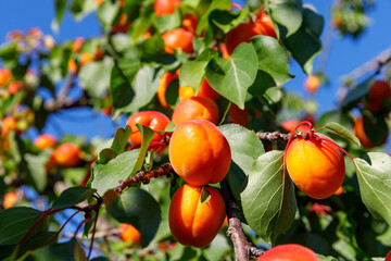 Apricot tree with ripe fruits seen under clear blue sky in sunny summer afternoon © Fleuronica
